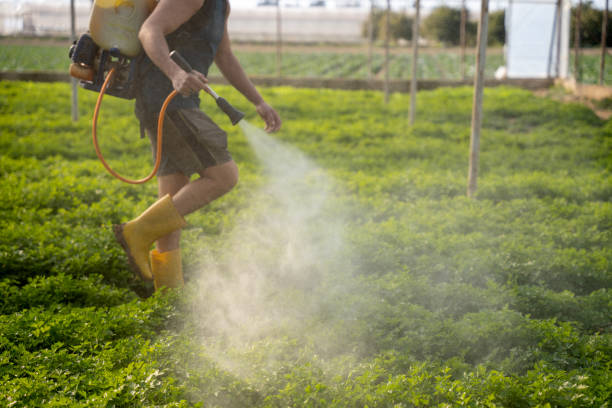 Wasp Removal Services in Metamora, IL