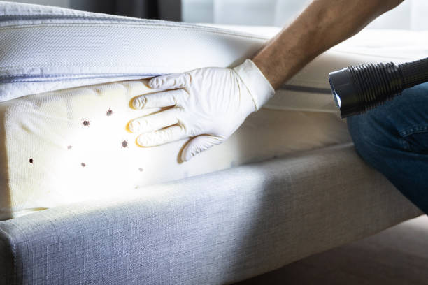 Best Wasp Removal Services  in Metamora, IL