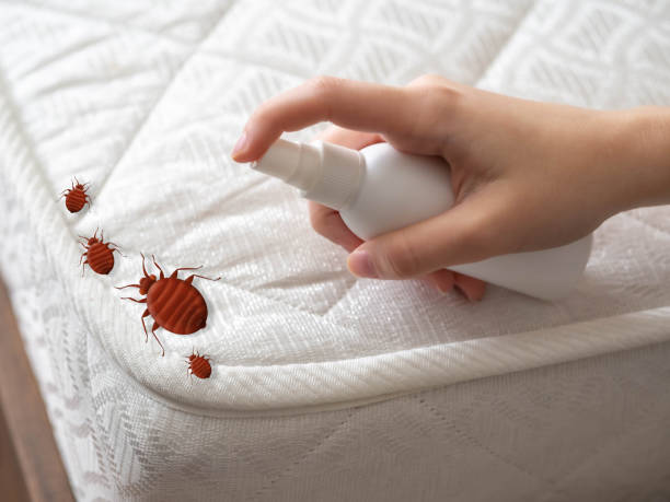 Best Termite Control Services  in Metamora, IL