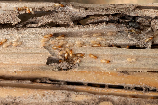 Best Local Pest Control Services  in Metamora, IL