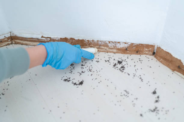 Best Affordable Pest Control Services  in Metamora, IL
